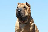 SHAR-PEI 571